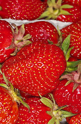 포토 JPG 해외이미지 식물 계절 열매 음식 백그라운드 농업 다이어트 과일 재료 자연 딸기 디저트 건강 사람없음 빨간색 세로 컬러풀 뷰티 주스 봄 활발 신선 시장 달콤 맛 먹기 유기농 질감 날것 내추럴 숙성 채식주의자 해외포토 웰빙 산업 음료 컬러 컨셉 모션 생태계 채식 파일형식 이미지허브