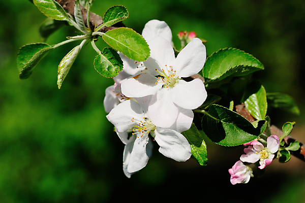 포토 JPG 해외이미지 나무 식물 계절 꽃잎 꽃 잎 자연 사람없음 야외 초록색 햇빛 봄 벚꽃 흰색 나뭇가지 개화 사과 강렬 꽃수술 카피스페이스 해외포토 컬러 과일 태양 공백 생태계 파일형식 이미지허브