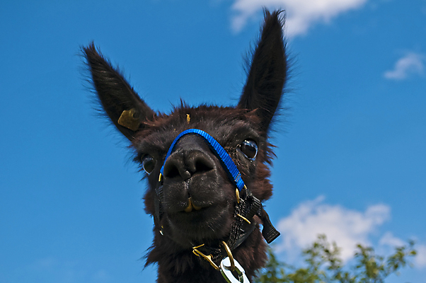 포토 JPG 해외이미지 동물 1 응시 행복 얼굴 포유류 포옹 자연 생물 털 따뜻함 미소 사람없음 야외 초록색 반려동물 농장 갈색 머리 미국 가축 흰색 닫기 모피 묘사 코 귀 목 솜털 남쪽 노려봄 라마 알파카 양털 페루 해외포토 시선 감정 컬러 북아메리카 농업 안기 모션 표정 신체부위 남아메리카 방향 생태계 파일형식 이미지허브