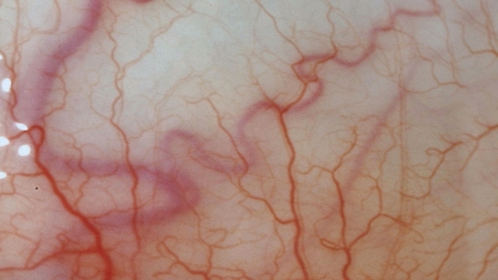 포토 JPG 해외이미지 세포 사람없음 피부 해외포토 신체부위 파일형식 이미지허브