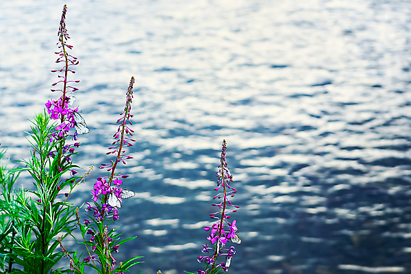 포토 JPG 해외이미지 나무 꽃 파도 나비 곤충 백그라운드 컨셉 자연 휴가 항해 사람없음 야외 물 파란색 빛 강 반사 환경 보라색 침묵 줄무늬 벚꽃 흰색 만 개화 장면 라일락 내추럴 깊이 절정 목가 해외포토 자연요소 식물 동물 바다 컬러 무늬 배_교통 소리 생태계 파일형식 이미지허브