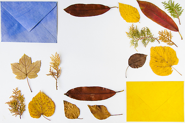 포토 JPG 해외이미지 식물 템플릿 계절 종이 백그라운드 단풍 잎 통신 자연 벽지 추상 봉투 프레임 건조 사람없음 컬러풀 갈색 쪽지 메시지 황금 혼합 숲 편지 수집 흰배경 질감 엽서 주소 10월 내추럴 편지쓰기 카피스페이스 해외포토 컬러 무늬 공백 흰색 기록 날짜 생태계 파일형식 이미지허브
