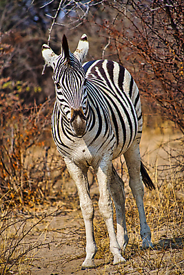 포토 JPG 해외이미지 동물 야생동물 아프리카 자연 사람없음 초록색 환경 다양 보호 숲 생태계 생물학 서식지 동물상 무료 보츠와나 보호구역 생태학 해외포토 교육 나라 컬러 다수 컨셉 조형물 구역 파일형식 이미지허브