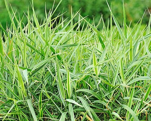 포토 JPG 해외이미지 식물 잎 자연 사람없음 야외 장식 초록색 여름 환경 정원 봄 활발 허브 화단 해외포토 계절 컬러 컨셉 생태계 파일형식 이미지허브