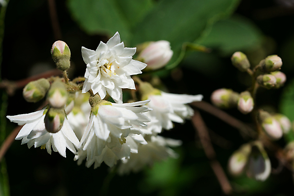포토 JPG 해외이미지 식물 계절 꽃잎 꽃 꽃무늬 자연 사람없음 야외 여름 환경 정원 성장 벚꽃 신선 개화 닫기 관목 생태계 원예 화단 내추럴 영원 해외포토 나무 무늬 모션 취미 파일형식 이미지허브