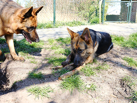 포토 JPG 해외이미지 동물 여자 백그라운드 2 생물 주택 털 사람없음 옆모습 초록색 반려동물 갈색 머리 가축 봄 양치기 개 보호 경계 꼬리 보안 경호원 송곳니 경보 동반자 신앙심 충실 해외포토 직업 계절 뷰포인트 컬러 컨셉 포유류 안전 사람 건물 신체부위 치아 파일형식 이미지허브