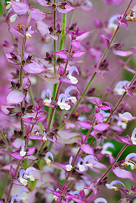 포토 JPG 해외이미지 식물 꽃 분홍색 꽃무늬 자연 사람없음 야외 여름 정원 보라색 벚꽃 맛 약초 허브 제비꽃 세이지 해외포토 계절 컬러 컨셉 무늬 풀_식물 생태계 파일형식 이미지허브