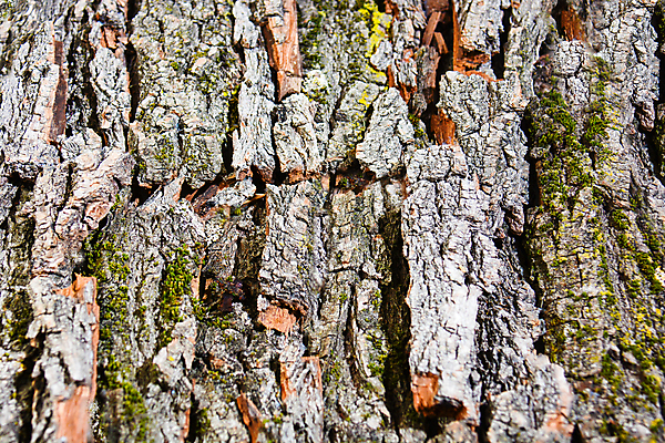 포토 JPG 해외이미지 식물 바다 백그라운드 과일 산 사람없음 모래언덕 자연백그라운드 나무껍질 해외포토 나무 자연 껍질 언덕 파일형식 이미지허브