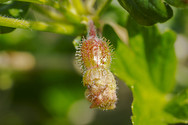 포토 JPG 해외이미지 나무 식물 계절 꽃잎 꽃 백그라운드 컨셉 잎 꽃무늬 농업 채소 오렌지 과일 포도 건강 키위 사람없음 농장 정원 맑음 샐러드 수확 벚꽃 나뭇가지 신선 개화 달콤 맛 사과 레몬 유기농 원예 자두 내추럴 고립 섞기 숙성 채식주의자 비건 해외포토 웰빙 산업 음식 무늬 날씨 취미 채식 파일형식 이미지허브