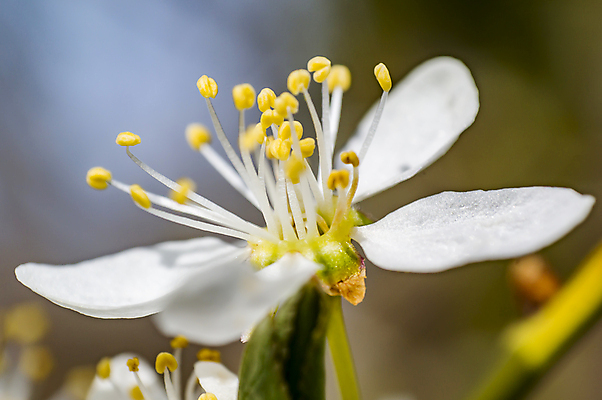 포토 JPG 해외이미지 나무 식물 계절 꽃 분홍색 백그라운드 잎 꽃무늬 밭 농업 자연 사람없음 야외 초록색 햇빛 태양 뷰티 농장 환경 정원 맑음 봄 성장 벚꽃 흰색 나뭇가지 시골 신선 개화 체리 원예 보케 장면 내추럴 고립 밭일 해외포토 자연요소 산업 컬러 무늬 과일 날씨 취미 생태계 파일형식 이미지허브