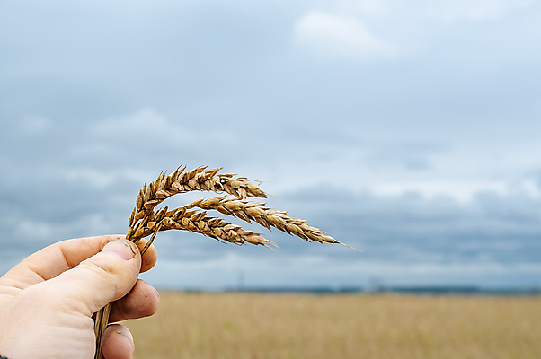 포토 JPG 해외이미지 손 계절 남자 행복 산업 밭 농업 자연 하늘 옥수수 씨앗 사람 사람없음 농작물 노란색 기쁨 수확 성장 가을 시골 잡기 업무 그룹 황금 시리얼 밀 다발 보따리 흙더미 유지 기간 반가움 밭일 작살 호밀 해외포토 식물 감정 음식 컬러 모션 곡류 신체부위 흙 작업 생태계 파일형식 더미 이미지허브
