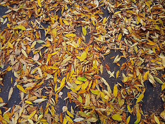 포토 JPG 해외이미지 나무 식물 디자인 계절 지구 백그라운드 단풍 잎 패턴 오렌지 추상 잔디 사람없음 야외 빨간색 컬러풀 환경 정원 가을 11월 질감 추수감사절 10월 해외포토 기독교 컬러 무늬 과일 날짜 파일형식 이미지허브