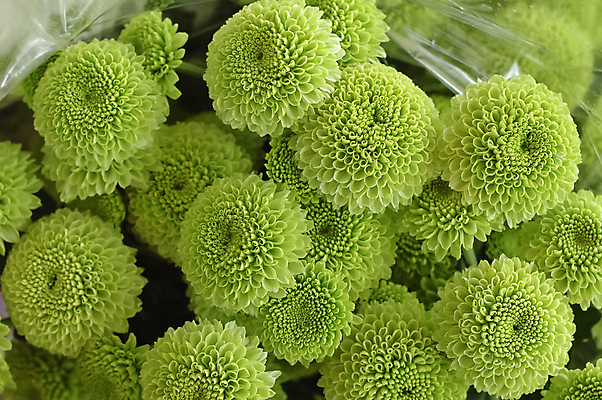 포토 JPG 해외이미지 식물 꽃 음식 백그라운드 겨울 패턴 농업 다이어트 채소 재료 자연 표면 나선형 건강 요리 사람없음 초록색 빛 새싹 침묵 수확 흰색 신선 시장 브로콜리 자르기 먹기 묘사 오브젝트 유기농 질감 양배추 날것 슛 식용 채식주의자 해외포토 웰빙 계절 산업 컬러 무늬 모션 소리 생태계 채식 파일형식 이미지허브