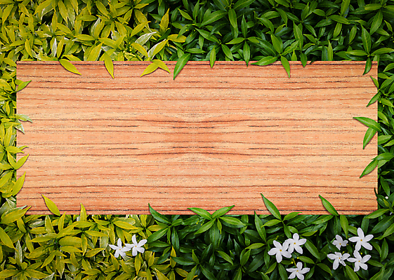 포토 JPG 해외이미지 나무 식물 디자인 꽃잎 꽃 조각 백그라운드 잎 꽃무늬 패턴 오렌지 자연 벽지 표면 사람없음 야외 목재 장식 초록색 갈색 노란색 우주 환경 정원 검은색 어둠 봄 수확 벚꽃 흰색 나뭇가지 신선 플랫 숲 작음 유기농 질감 시트 내추럴 생태학 합판 해외포토 웰빙 계절 교육 컬러 무늬 농업 과일 재료 크기 생태계 파일형식 이미지허브