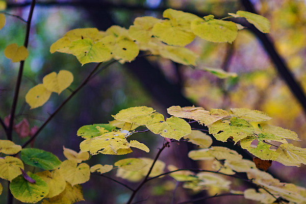 포토 JPG 해외이미지 나무 식물 계절 공원 백그라운드 단풍 잎 패턴 오렌지 자연 풍경 사람없음 야외 목재 초록색 빛 컬러풀 뷰티 갈색 노란색 환경 활발 가을 나뭇가지 황금 숲 장면 내추럴 세르비아 해외포토 공공시설 컬러 컨셉 무늬 과일 재료 생태계 파일형식 이미지허브