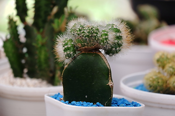 포토 JPG 해외이미지 식물 모델 디자인 꽃 화초 백그라운드 잎 꽃무늬 자연 선인장 주택 실내 종류 사람없음 내부 장식 초록색 뷰티 정원 방 사막 성장 흰색 가시 그룹 닫기 떨어짐 냄비 이슬 작음 오브젝트 날카로움 스파이크 미니 심기 해외포토 컬러 컨셉 무늬 모션 건물 솥 크기 생태계 파일형식 이미지허브