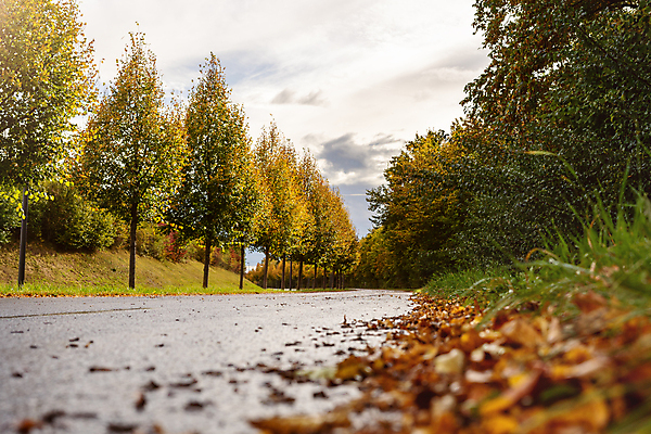 포토 JPG 해외이미지 나무 식물 계절 공원 도로 길 여행 백그라운드 단풍 잎 오렌지 자연 풍경 사람없음 야외 목재 빨간색 초록색 컬러풀 반사 갈색 노란색 환경 정원 활발 젖음 가을 신선 황금 떨어짐 숲 아스팔트 질감 10월 내추럴 땅바닥 해외포토 공공시설 컬러 컨셉 과일 재료 교통시설 바닥 날짜 생태계 파일형식 이미지허브