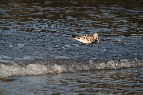 포토 JPG 해외이미지 동물 유럽 호수 야생동물 음식 바다 포즈 날개 오렌지 자연 조류 서기 풍경 사람없음 야외 물 파란색 컬러풀 반사 갈색 환경 황무지 우아함 보호 습지 날씬함 깃털 부리 멸종 서식지 해외포토 자연요소 나라 컬러 컨셉 과일 모션 몸매 생태계 파일형식 이미지허브