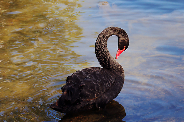 포토 JPG 해외이미지 동물 1 호수 야생동물 날개 자연 벽지 조류 동물원 사람없음 야외 빨간색 초록색 물 파란색 뷰티 갈색 평화 우주 검은색 수영 젖음 연못 닫기 달콤 호주 깃털 명상 네덜란드 싱글 부리 백조 탱크 목 솜털 웅장함 황새 해외포토 자연요소 유럽 컬러 컨셉 모션 신체부위 수상스포츠 오세아니아 맛 생태계 파일형식 이미지허브