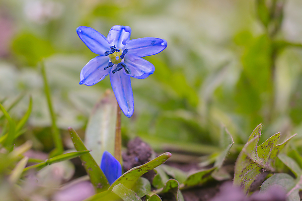 포토 JPG 해외이미지 식물 계절 꽃잎 꽃 분홍색 백그라운드 겨울 꽃무늬 봄꽃 자연 부활절 사람없음 야외 초록색 파란색 컬러풀 뷰티 노란색 정원 맑음 보라색 봄 성장 벚꽃 인사 개화 4월 다발 제비꽃 엽서 라일락 내추럴 사프란 헌병 해외포토 기념일 컬러 무늬 날씨 군인 예절 날짜 편지 향신료 생태계 파일형식 이미지허브