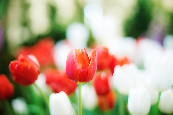 포토 JPG 해외이미지 공원 꽃 행복 백그라운드 아침 사람없음 튤립 해외포토 주간 식물 공공시설 감정 파일형식 이미지허브