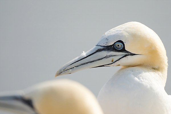 포토 JPG 해외이미지 동물 커플 야생동물 바다 섬 2 캐나다 날개 자연 조류 독일 사람없음 물 파란색 태양 노란색 머리 터치 자유 흰색 쌍 깃털 묘사 부리 북쪽 환영 서식지 내추럴 카피스페이스 해외포토 자연요소 유럽 컬러 컨셉 북아메리카 관계 신체부위 공백 방향 생태계 파일형식 이미지허브
