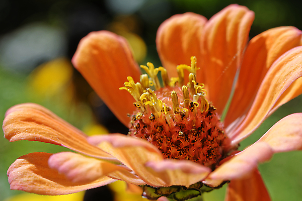 포토 JPG 해외이미지 식물 계절 꽃잎 꽃 잎 꽃무늬 오렌지 자연 추상 사람없음 빨간색 초록색 여름 빛 뷰티 노란색 머리 정원 봄 활발 들꽃 벚꽃 신선 개화 닫기 묘사 꽃가루 내추럴 강렬 꽃수술 해외포토 컬러 컨셉 무늬 과일 모션 신체부위 가루 생태계 파일형식 이미지허브