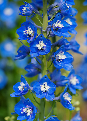 포토 JPG 해외이미지 식물 계절 꽃잎 꽃 잎 꽃무늬 자연 사람없음 야외 환경 정원 성장 벚꽃 신선 개화 닫기 관목 생태계 원예 화단 내추럴 영원 해외포토 나무 무늬 모션 취미 파일형식 이미지허브