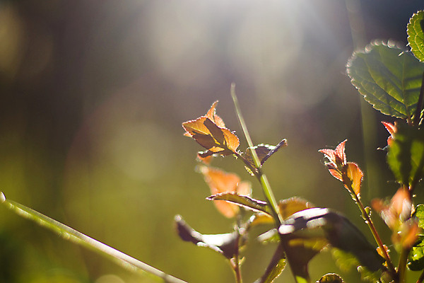포토 JPG 해외이미지 식물 디자인 계절 공원 백그라운드 잎 패턴 자연 벽지 추상 사람없음 초록색 빛 컬러풀 햇빛 태양 노란색 우주 환경 정원 맑음 봄 활발 신선 소프트포커스 숲 질감 보케 부드러움 내추럴 광 바이오 블러 생태학 해외포토 자연요소 공공시설 교육 컬러 컨셉 무늬 날씨 촬영기법 감각 생태계 파일형식 이미지허브