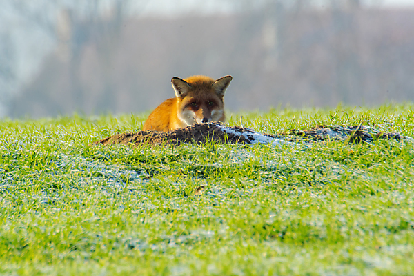 포토 JPG 해외이미지 동물 여자 유럽 야생동물 백그라운드 겨울 밭 오렌지 가족 자연 털 사람없음 야외 빨간색 햇빛 뷰티 갈색 봄 시골 개 모피 꼬리 사냥 여우 육식동물 사냥꾼 내추럴 경보 동물상 삼림지대 포식 해외포토 직업 계절 나라 컬러 농업 과일 포유류 관계 사람 태양 조형물 숲 생태계 파일형식 이미지허브