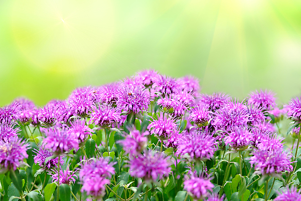 포토 JPG 해외이미지 식물 계절 꽃 꽃무늬 사람없음 야외 초록색 햇빛 뷰티 정원 맑음 보라색 봄 활발 벚꽃 제비꽃 카피스페이스 해외포토 컬러 컨셉 무늬 날씨 태양 공백 파일형식 이미지허브