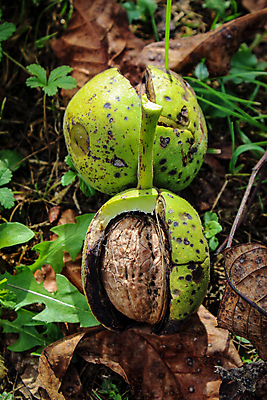 포토 JPG 해외이미지 나무 계절 음식 잎 2 농업 과일 재료 자연 실내 사람없음 초록색 여름 갈색 정원 모임 견과류 수확 껍질 가을 신선 유기농 날것 호두 국산 땅바닥 숙성 세련 해외포토 식물 웰빙 산업 컬러 바닥 내부 생태계 파일형식 이미지허브
