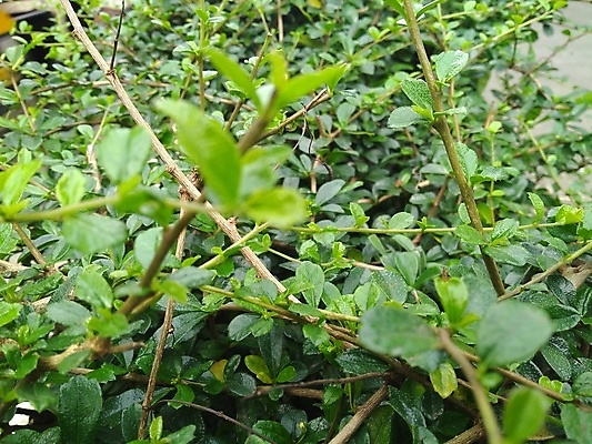 포토 JPG 해외이미지 나무 식물 꽃 음식 잎 농업 자연 사람없음 초록색 정원 봄 나뭇가지 신선 클로버 숲 아이비 내추럴 해외포토 계절 산업 컬러 생태계 파일형식 이미지허브