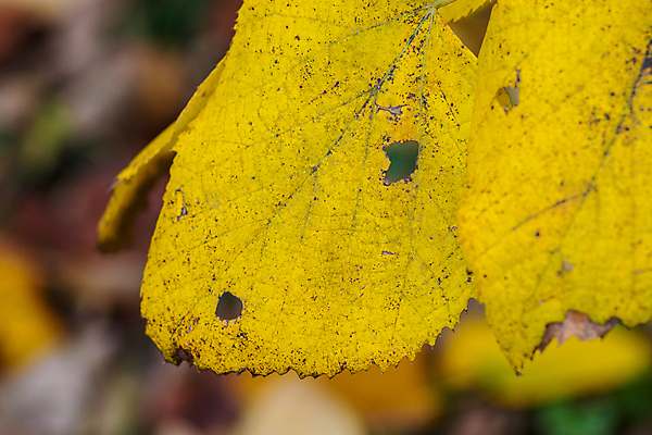 포토 JPG 해외이미지 나무 식물 계절 공원 백그라운드 단풍 잎 패턴 오렌지 자연 풍경 사람없음 야외 목재 초록색 빛 컬러풀 뷰티 갈색 노란색 환경 활발 가을 나뭇가지 황금 숲 장면 내추럴 세르비아 해외포토 공공시설 컬러 컨셉 무늬 과일 재료 생태계 파일형식 이미지허브