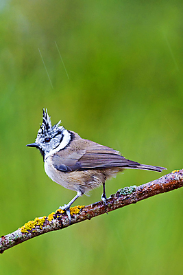포토 JPG 해외이미지 동물 유럽 야생동물 날개 자연 조류 사람없음 초록색 환경 다양 스페인 보호 숲 깃털 생태계 생물학 부리 서식지 동물상 무료 보호구역 생태학 해외포토 교육 나라 컬러 다수 컨셉 조형물 구역 파일형식 이미지허브