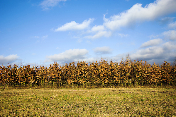 포토 JPG 해외이미지 나무 계절 백그라운드 밭 자연 하늘 건조 파노라마 사람없음 야외 목재 파란색 갈색 노란색 흰색 숲 땅 수평선 해외포토 식물 컬러 농업 재료 촬영기법 생태계 파일형식 이미지허브