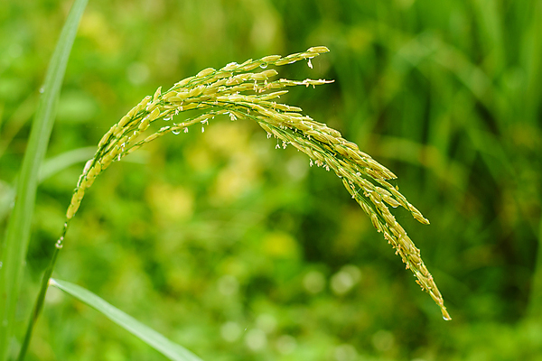 포토 JPG 해외이미지 식물 아시아 음식 농업 태국 자연 밥 아침 동양인 사람없음 야외 초록색 농장 수확 물방울 닫기 유기농 내추럴 해외포토 주간 웰빙 나라 산업 컬러 모션 인종 생태계 파일형식 이미지허브