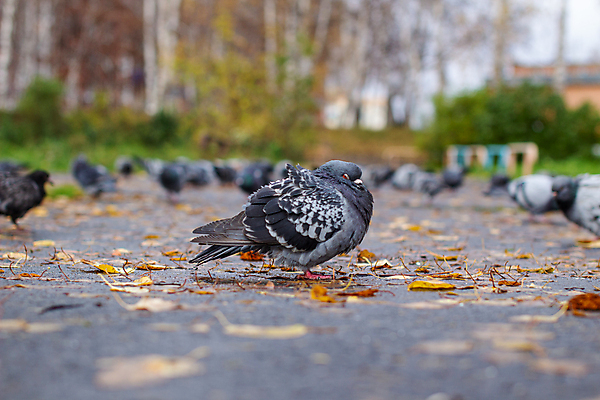 포토 JPG 해외이미지 동물 1 응시 공원 도로 야생동물 날개 자연 조류 거리 사랑 서기 사람없음 야외 여름 걷기 침묵 봄 회색 자유 가을 흰색 도시 보행로 아스팔트 심볼 깃털 싱글 비둘기 부리 내추럴 무료 해외포토 시선 계절 공공시설 감정 길 컬러 컨셉 교통시설 모션 소리 생태계 파일형식 이미지허브