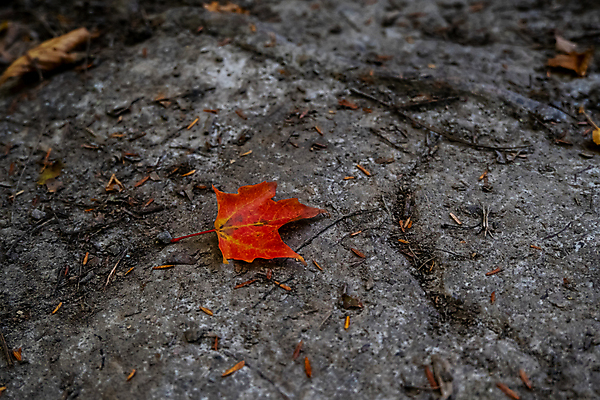 포토 JPG 해외이미지 1 계절 단풍 잎 오렌지 자연 표면 사람없음 야외 빨간색 노란색 나뭇가지 막대기 떨어짐 숲 싱글 먼지 거짓말 땅바닥 해외포토 나무 식물 컬러 컨셉 과일 바닥 생태계 파일형식 이미지허브