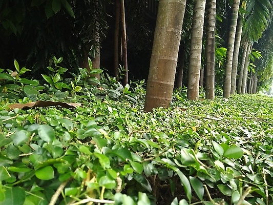 포토 JPG 해외이미지 식물 잎 자연 사람없음 야외 초록색 농장 정원 수확 신선 숲 해외포토 컬러 농업 생태계 파일형식 이미지허브