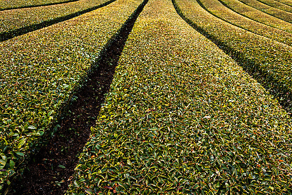 포토 JPG 해외이미지 전통 아시아 문화 음료 여행 잎 밭 농업 자연 동양인 경사 사람없음 초록색 농장 정원 일본 수확 시골 녹차 언덕 내추럴 교토 밭일 해외포토 식물 나라 산업 컬러 인종 차_음료 생태계 파일형식 이미지허브