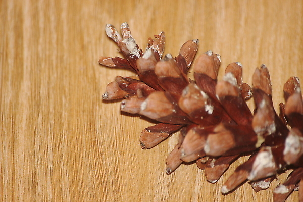 포토 JPG 해외이미지 식물 전통 계절 백그라운드 크리스마스 겨울 과일 자연 건조 씨앗 사람없음 목재 장식 갈색 소나무 심볼 오브젝트 싱글 솔방울 침엽수 전나무 원뿔 고립 삼나무 가문비나무 해외포토 도형 나무 기념일 컬러 재료 생태계 파일형식 이미지허브