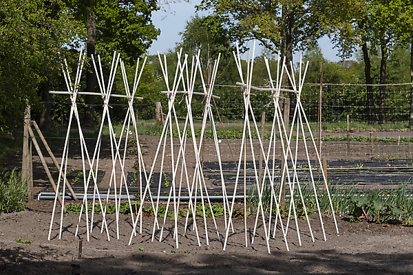 포토 JPG 해외이미지 나무 식물 줄 음식 농업 채소 지팡이 하늘 콩 사람없음 야외 초록색 여름 파란색 정원 봄 성장 막대기 대나무 준비 유기농 원예 봉 노끈 지원 해외포토 웰빙 계절 산업 컬러 곡류 취미 파일형식 이미지허브