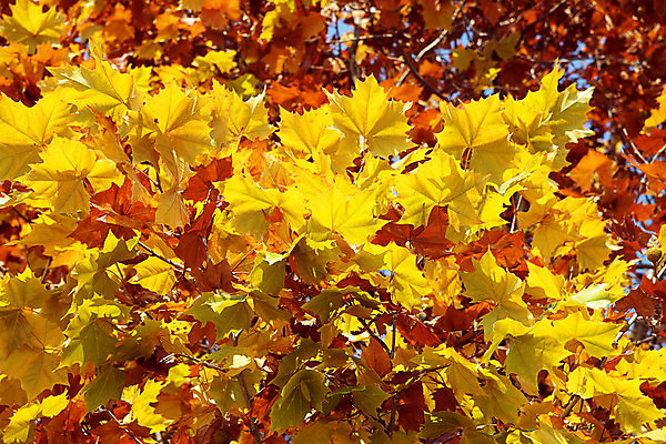 포토 JPG 해외이미지 모양 나무 식물 계절 공원 백그라운드 단풍 잎 캐나다 꽃무늬 패턴 오렌지 자연 벽지 하늘 추상 한국 사람없음 야외 목재 빨간색 빛 컬러풀 태양 갈색 노란색 정원 일본 맑음 활발 수확 황금 숲 질감 내추럴 강렬 해외포토 자연요소 공공시설 꽃 아시아 컬러 컨셉 북아메리카 무늬 농업 과일 재료 날씨 생태계 파일형식 이미지허브