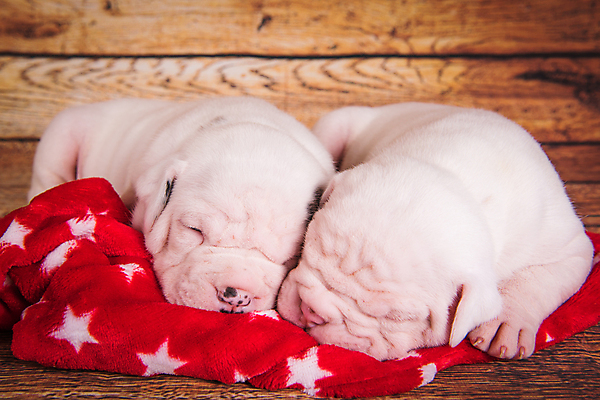 포토 JPG 해외이미지 행복 별 새끼 크리스마스 새로움 실내 사람없음 장식 반려동물 귀여움 잠 개 강아지 보호 불독 해외포토 자연요소 동물 기념일 감정 컨셉 포유류 내부 파일형식 이미지허브