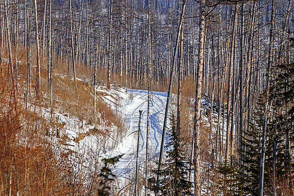 포토 JPG 해외이미지 여행 겨울 사람없음 햇빛 평화 얼음 중국 운전 덮개 나뭇가지 소나무 고속도로 숲 통로 타이어 뿌리 자작나무 통과 내추럴 벌거벗은 삼나무 우울증 직진 화창 해외포토 자연요소 나무 계절 아시아 도로 컨셉 모션 날씨 태양 뚜껑 질병 파일형식 이미지허브