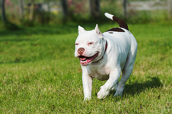 포토 JPG 해외이미지 주간 공원 행복 잔디 사람없음 야외 반려동물 달리기 개 강아지 불독 해외포토 자연요소 식물 동물 공공시설 감정 포유류 모션 파일형식 이미지허브