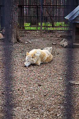 포토 JPG 해외이미지 동물 1 응시 얼굴 야생동물 포유류 자연 털 동물원 성인 사람없음 야외 울타리 농장 갈색 머리 회색 흰색 바 개 위험 무서움 모피 북극 보안 귀 육식동물 새장 사냥꾼 늑대 송곳니 내추럴 해외포토 직업 시선 감정 컬러 컨셉 농업 안전 사람 신체부위 담장 치아 극지방 생태계 케이지 파일형식 이미지허브