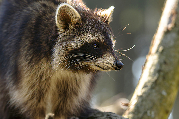 포토 JPG 해외이미지 동물 응시 여자 얼굴 야생동물 백그라운드 잎 캐나다 북아메리카 곰 포유류 가족 자연 가면 앉기 사람없음 초록색 반려동물 아기 숲 코 육식동물 내추럴 동물상 해외포토 식물 시선 컬러 관계 모션 아메리카 사람 신체부위 조형물 생태계 파일형식 이미지허브