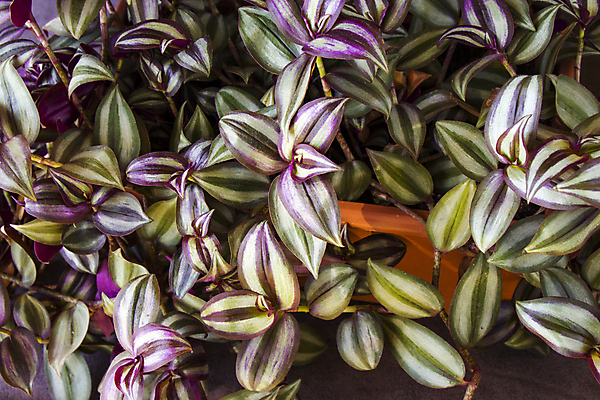 포토 JPG 해외이미지 식물 라이프스타일 디자인 화초 벽 백그라운드 잎 자연 탁자 선반 아파트 주택 실내 사람없음 내부 목재 장식 초록색 빛 유행 정원 방 성장 흰색 신선 냄비 원예 생물학 내추럴 블러 생태학 스타일 많음 카피스페이스 해외포토 나무 교육 컬러 가구 컨셉 재료 취미 건물 생활 공백 솥 생태계 파일형식 이미지허브